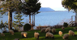 Lummi Sheep